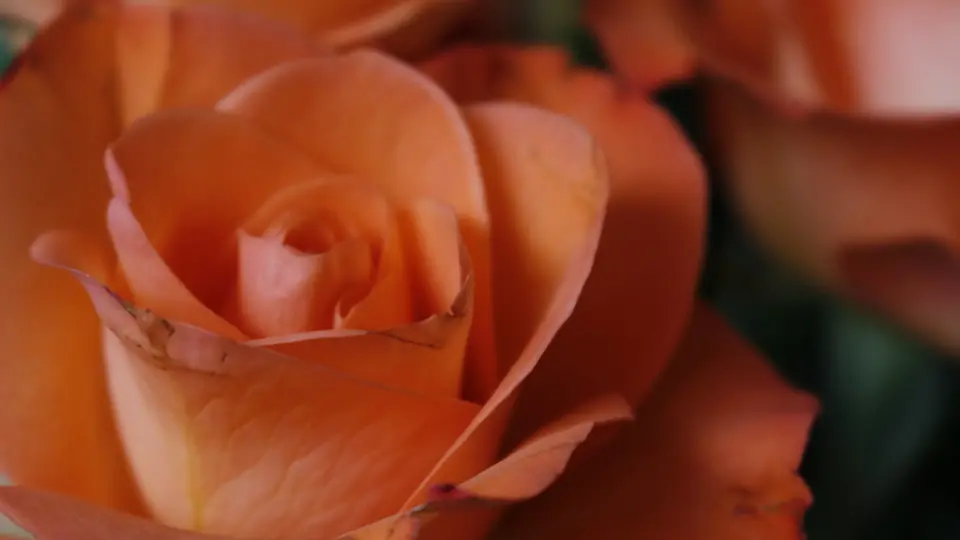 Sex Dating Wiener Neustadt: eine apricotfarbene Rose in Nahaufnahme